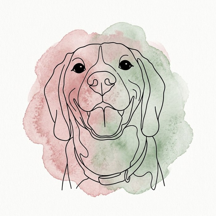Line + color splash pet